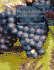 Introduction to General, Organic, and Biochemistry