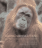 Among Orangutans: Red Apes and the Rise of Human Culture