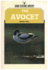 The Avocet