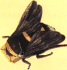 Portable Pets: Bumble Bee