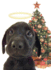 Lab Pup by Tree Boxed Notes
