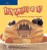 When Pancakes Go Bad: Optical Delusions with Adobe Photoshop
