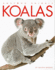 Koalas