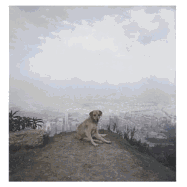 Dog Days Bogota