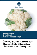 kologischer Anbau von Blumenkohl (Brassica oleracea var. botrytis L