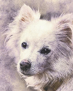 2019-2020 Academic Planner Weekly and Monthly Loyal Dog