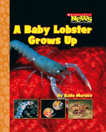 A Baby Lobster Grows Up