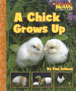 A Chick Grows Up