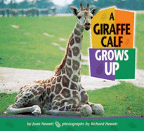 A Giraffe Calf Grows Up