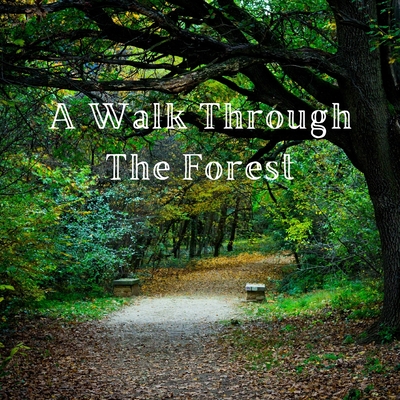 A Walk Through the Forest: A Beautiful Nature Picture Book for Seniors With Alzheimer's or Dementia. This Makes a Wonderful Gift for an Elderly Parent or Grandparent. - A Bee's Life Press