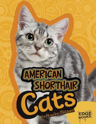 American Shorthair Cats - Mattern, Joanne