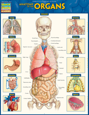 Anatomy of the Organs - Perez, Vincent