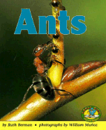 Ants