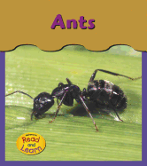 Ants