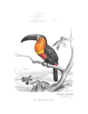 Ariel Toucan Composition Notebook - Books, Back to School