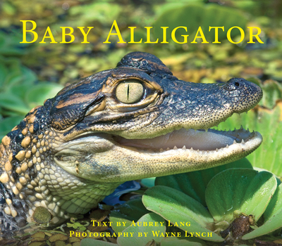 Baby Alligator - Lang, Aubrey, and Lynch, Wayne (Photographer)