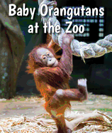 Baby Orangutans at the Zoo