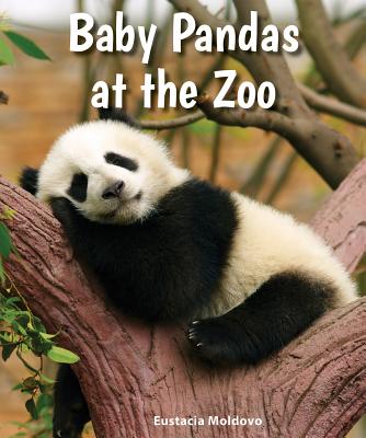 Baby Pandas at the Zoo - Moldovo, Eustacia