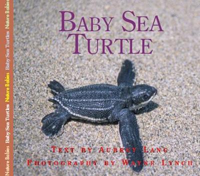 Baby Sea Turtle - Lang, Aubrey