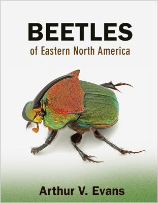 Beetles of Eastern North America - Evans, Arthur V