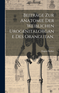 Beitrge zur Anatomie der weiblichen Urogenitalorgane des Orangutan.