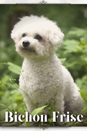 Bichon Frise: Dog breed overview and guide