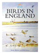 Birds in England