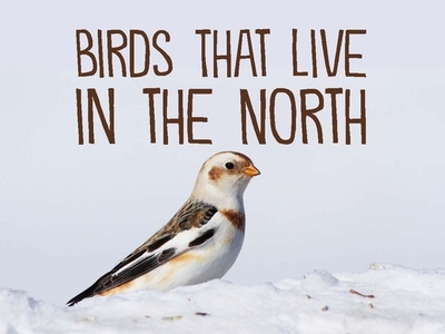 Birds That Live in the North: English Edition - Arvaaq Press