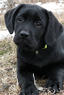 Black Lab Puppy Planner: Dog Wisdom Quotes