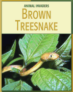 Brown Treesnake