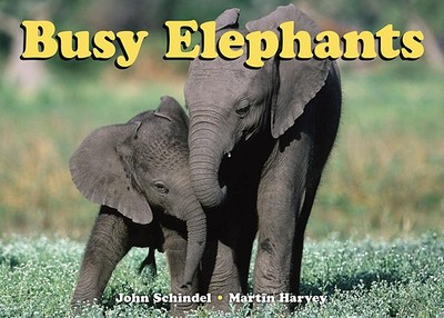 Busy Elephants - Schindel, John, and Harvey, Martin (Photographer)