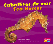 Caballitos de Mar/Sea Horses