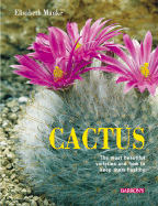 Cactus: The Most Beautiful Varieties and How to Keep Them Healthy