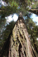 California Redwoods Notebook
