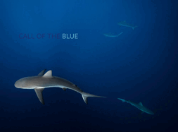Call of the Blue