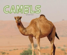 Camels