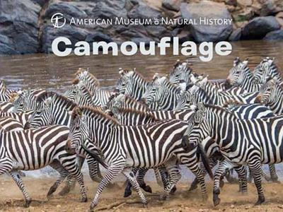 Camouflage - American Museum of Natural History