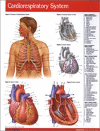 Cardiorespiratory System