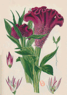 Carnet Blanc, Celosia Cristata, Dessin 19e Si?cle