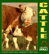 Cattle