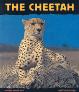 Cheetah: Fast as Lightning