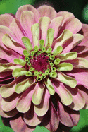 Chrysanthemum (Journal / Notebook)