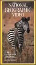 National Geographic Video: Zebra: Patterns in the Grass