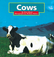 Cows - Brady, Peter