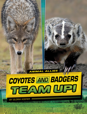 Coyotes and Badgers Team Up! - Koster, Gloria