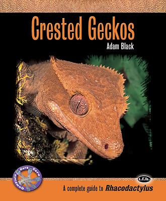 Crested Geckos - Black, Adam