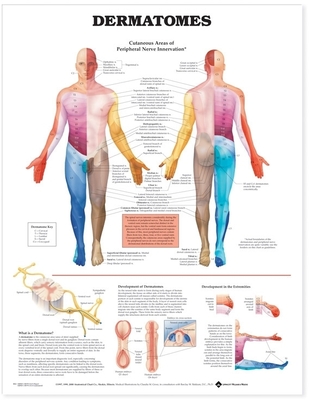 Dermatomes Anatomical Chart - Acc, and Anatomical Chart Company (Editor)