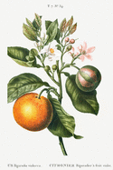 Designer Notizheft: liniert mit Motiv "Bitterorange (Citrus Bigaradia violacea)" von Pierre-Joseph Redout?, Notebook, Schreibheft etwa A5 (15,3 x 22,9 cm) mit botanischer Illustration, stilvolle Geschenkidee f?r Gartenliebhaber