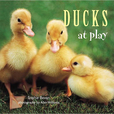 Ducks at Play - Bevan, Sophie