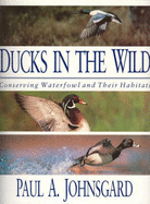 Ducks in the wild
